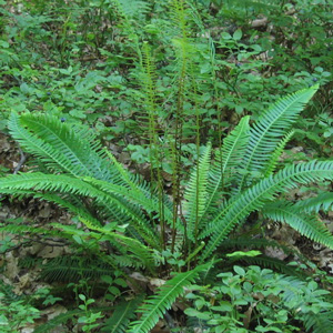 Deer Fern