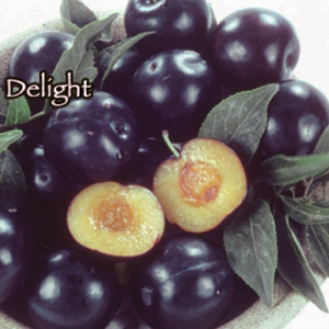Delight Cherry Plum