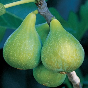 Desert King Fig Tree