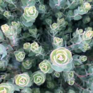 Diablo's Blush Manzanita
