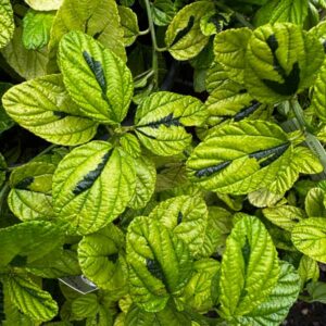 Diamond Heights Variegated Ceanothus