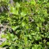 Dolores River Oak