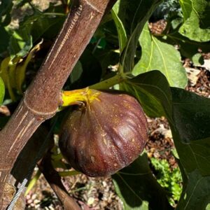 Domenico Tauro Fig Tree