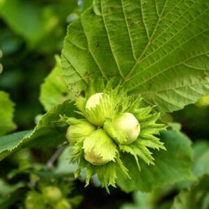 Epsilon Hazelnut Tree