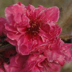 Double Jewel Peach