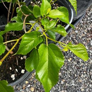 Doug's Dwarf Mulberry
