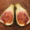 Dr. Gowaty Fig Tree