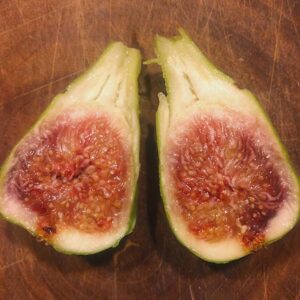 Dr. Gowaty Fig Tree