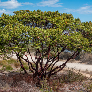 Dr. Hurd Manzanita