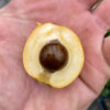 Dr. Moy Loquat