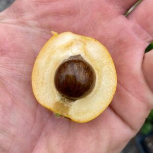 Dr. Moy Loquat