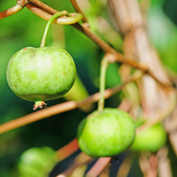 Dumbarton Oaks Hardy Kiwi - One Green World