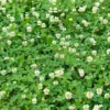 Dutch White Clover