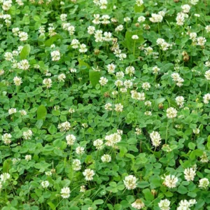 Dutch White Clover