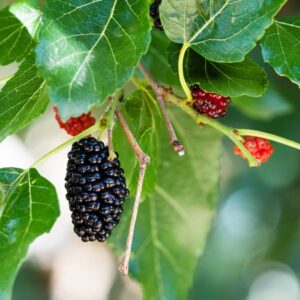 Dwarf Black Mulberry
