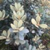 Dwarf Blue Tanoak