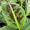 Dwarf Cavendish Banana