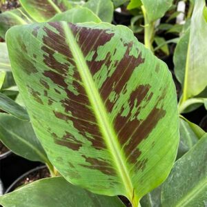 Dwarf Cavendish Banana