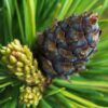Dwarf Siberian Stone Pine