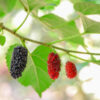 Early Bird Mulberry