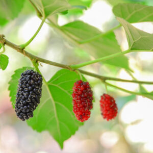 Early Bird Mulberry
