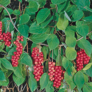 Eastern Prince Schisandra Vine
