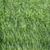 EcoLawn
