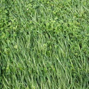 EcoLawn