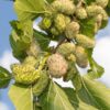 El Dorado White Mulberry
