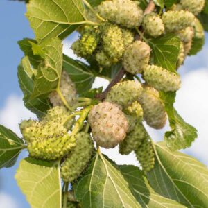 El Dorado White Mulberry