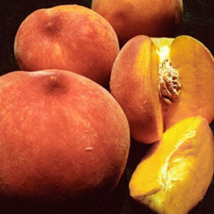 Eldorado Miniature Peach