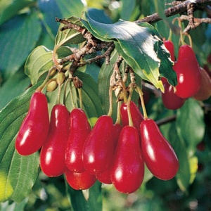 Elegant™ Cornelian Cherry Tree