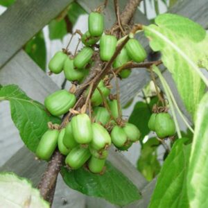 Emerald Arctic Beauty Kiwi
