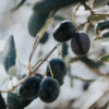 Empeltre Olive