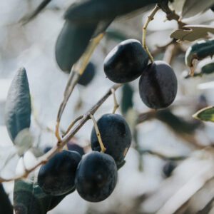 Empeltre Olive