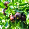 Empress Gee™ Jujube