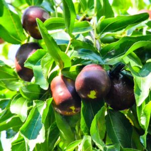 Empress Gee™ Jujube