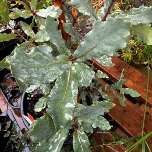 Englemann Oak