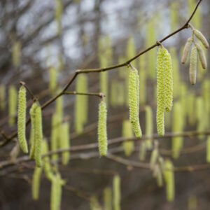 Eta Hazelnut Tree