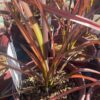 Evening Glow New Zealand Flax