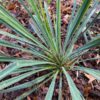 Excalibur Yucca