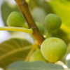 Excel Fig Tree
