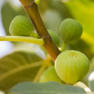 Excel Fig Tree