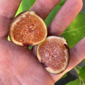 Exquisito Fig Tree