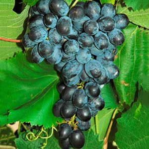 Faith Seedless Blue Table Grape