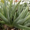 Fan Aloe
