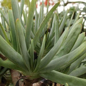 Fan Aloe