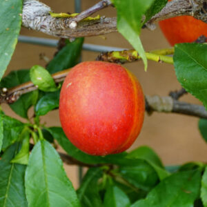 Fantasia Nectarine