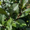 Farges Willow