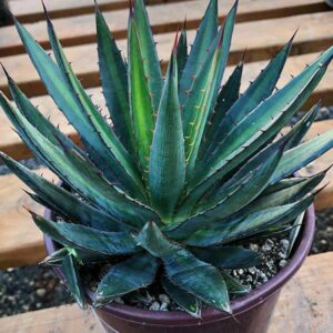 Fatal Attraction Agave